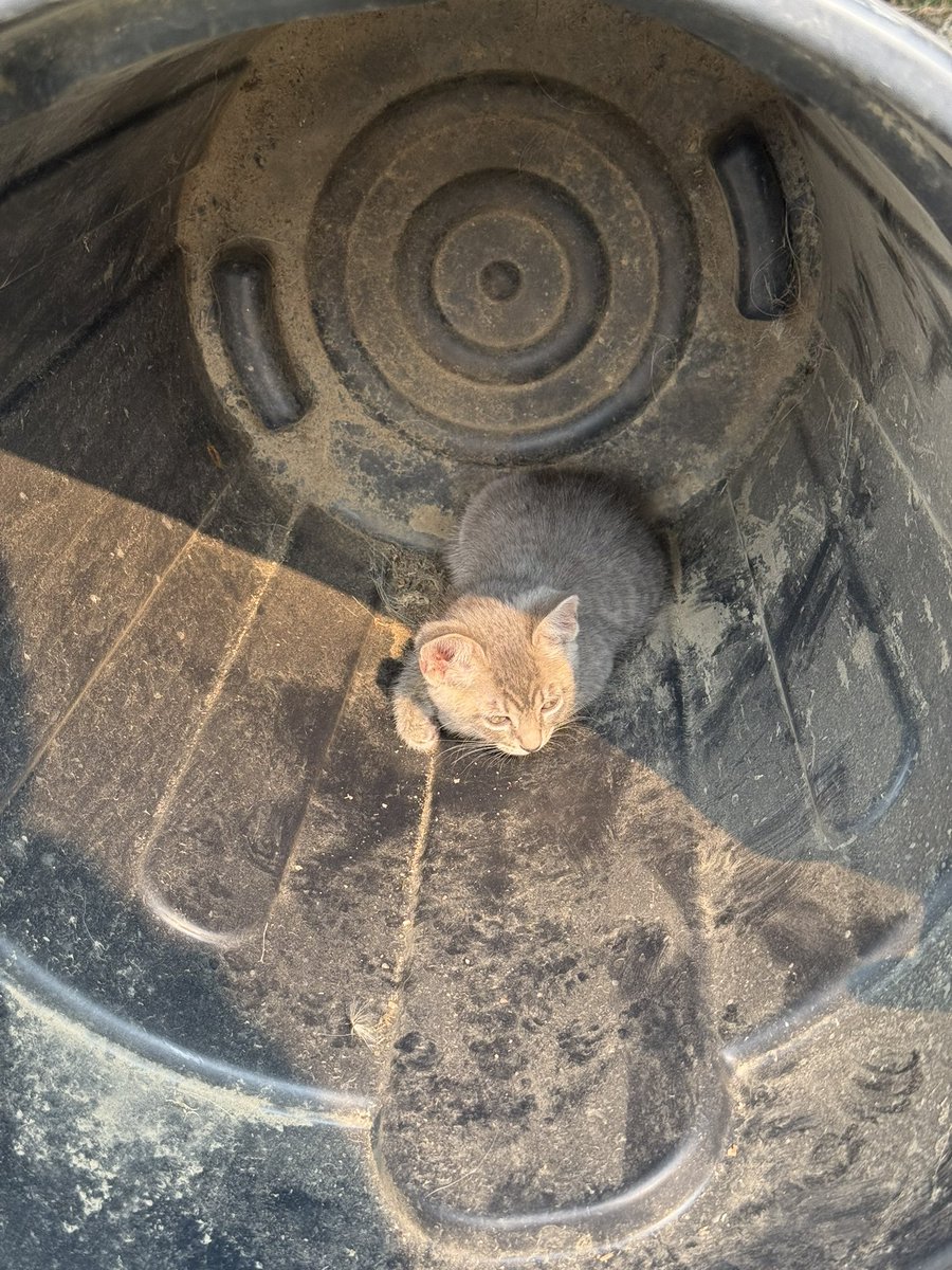 cr0wfeed's tweet photo. kittens https://t.co/L3A8Owa9ex