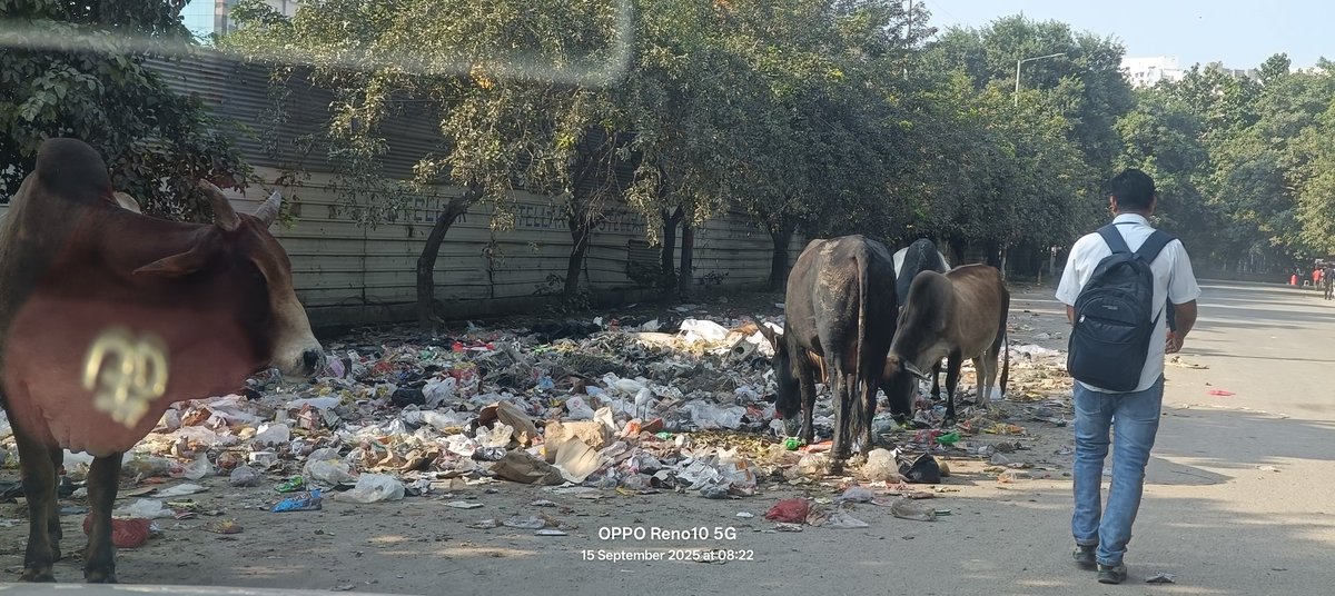 Sector168Noida's tweet photo. @noida_authority @CPCB_OFFICIAL @CeoNoida @TheGreenDream @CMOfficeUP @MinakshiTyagi10 @Noida7x @YTKDIndia @CAQM_Official @uppcbofficial @SwachhBharatGov @PMOIndia @pankhuripathak @TOINoida @naripragati @myogioffice @tejpalnagarMLA @UPGovt @swachhbharat @myogiadityanath @htTweets @noida_authority @CPCB_OFFICIAL kehne ko kal hi safai hui aur aapne pictures b share ki....ye dekho aaj ka haal...kya faeda aise safai ka jab koi permanent solution hi na nikal paye aap..@CeoNoida pls look into this and help provide permanent solution across #noida #clean #green https://t.co/mGiHfCMqzM