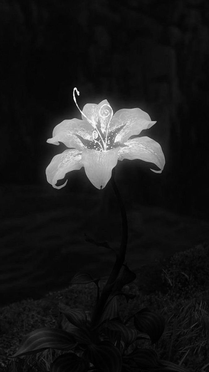 Black. (@blackdreamvibes) on Twitter photo 