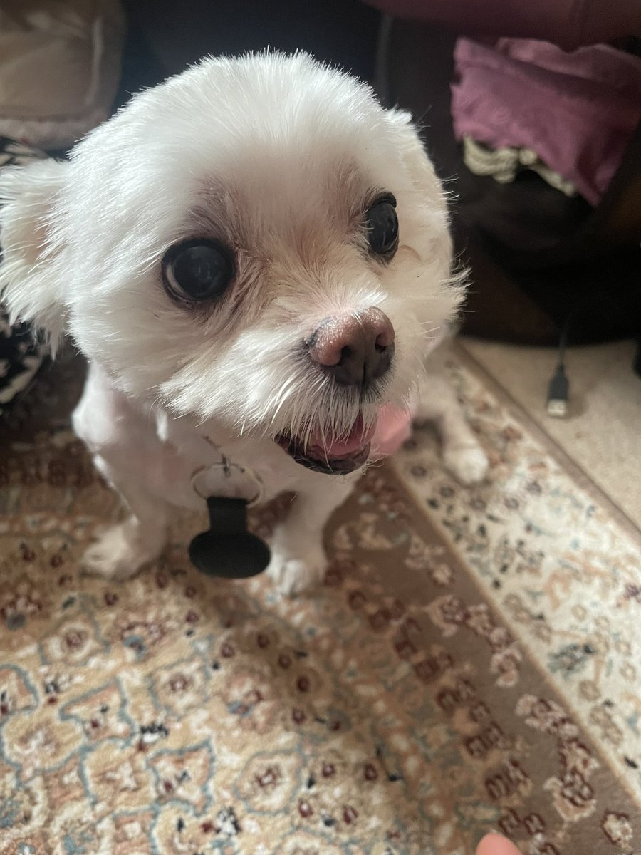 nino1838's tweet image. #つくばみらい市
#迷い犬
#保護犬

位置情報取得キーホルダーをつけていましたが、蓋が開いていました

現在、キーホルダーの蓋を閉めて、派出所の保護待ちです