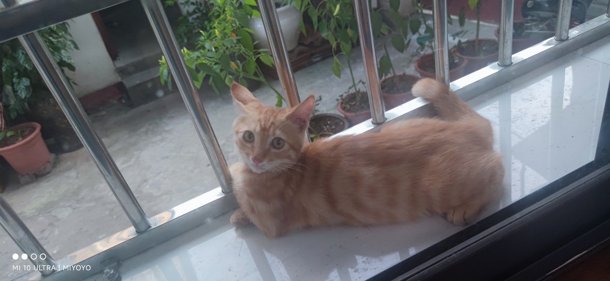 香辣鸡腿堡 tweet media