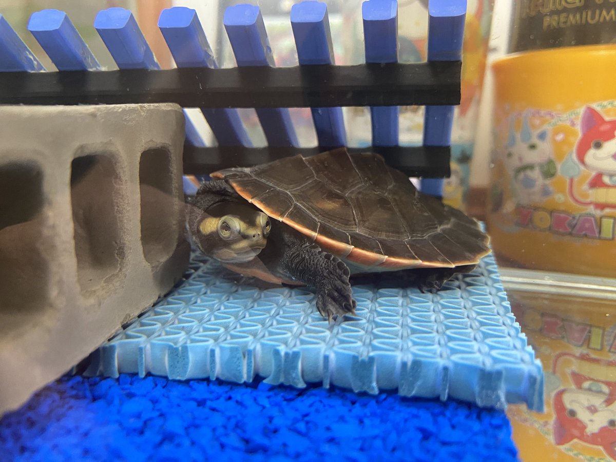 RCgVGTAjkRf6bQT's tweet image. レフちゃん🐢も水換え。
やっぱりキレイな水が気持ち良さそう😌

#アカハラニシキマゲクビガメ
#ファインレプタイルズ