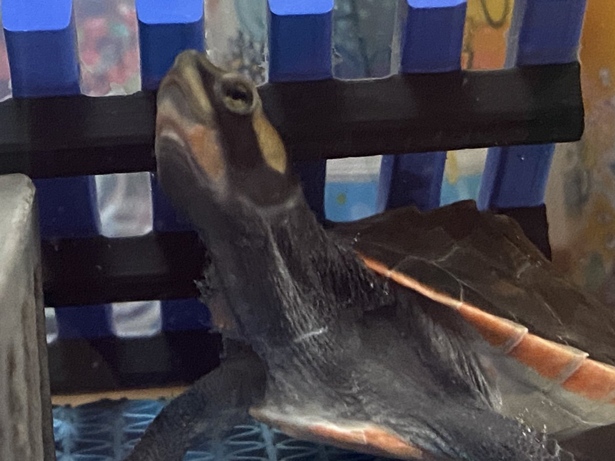 RCgVGTAjkRf6bQT's tweet image. レフちゃん🐢も水換え。
やっぱりキレイな水が気持ち良さそう😌

#アカハラニシキマゲクビガメ
#ファインレプタイルズ