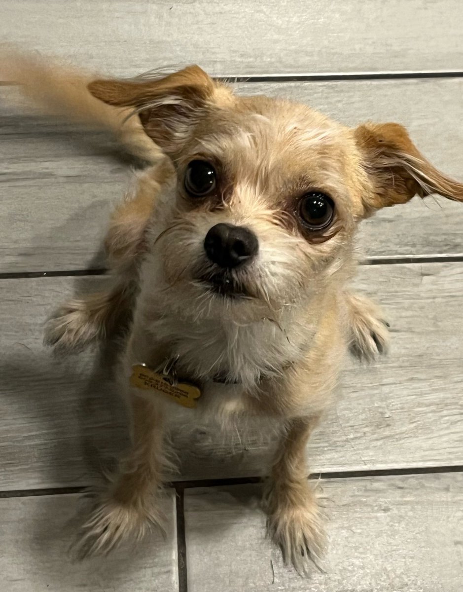 sundevilemily's tweet image. Clemson pic of the day #phxkrugerdogs #chipoo #dogphotography #puppy @DogsPhx16964