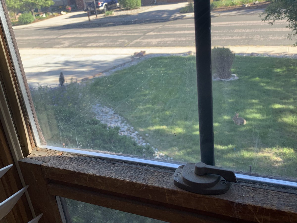 MattWriter's tweet image. This hawk was perched in our front yard, only feet from the house, here in Colorado Springs, trading  stares with a bunny frozen still. They held that pose several minutes before I scared off the hawk trying to get a better shot.