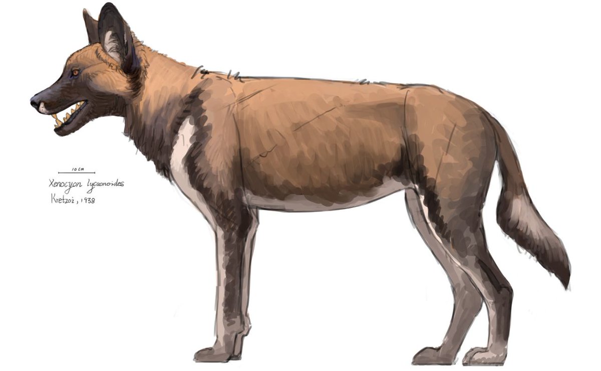 Xenocyon lycaonoides doodle