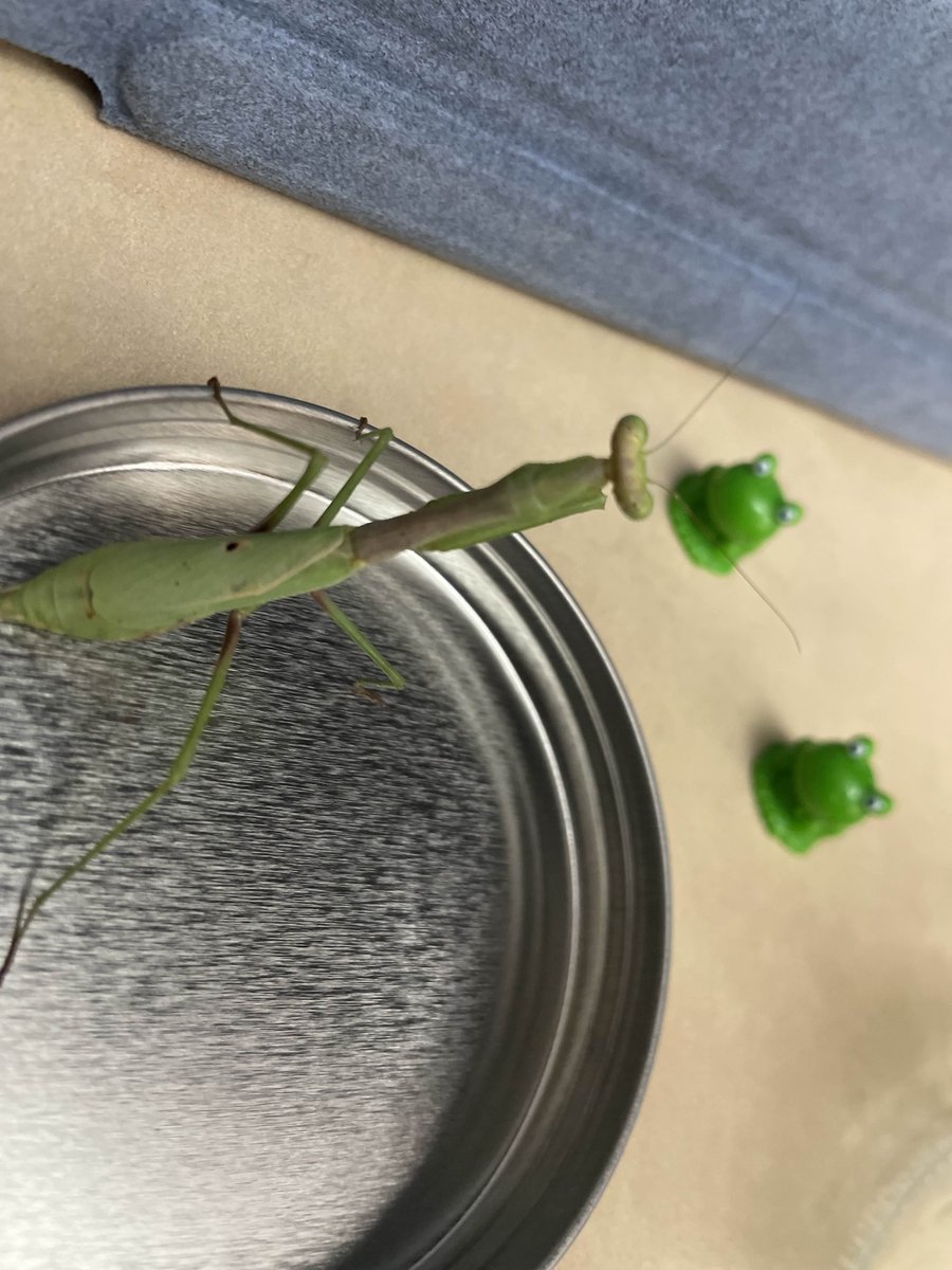 The council will decide your fate. 

(picked up a new friend: Carolina Mantis.)