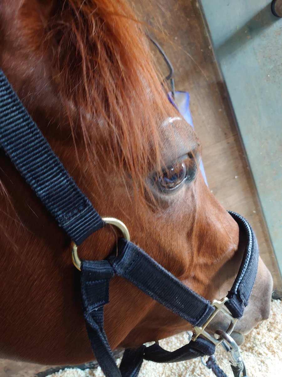 く*ろ様 競走馬　スペシャルウィーク　無口 く*ろ様 競走馬 スペシャルウィーク 無口 く*ろ様 競走馬