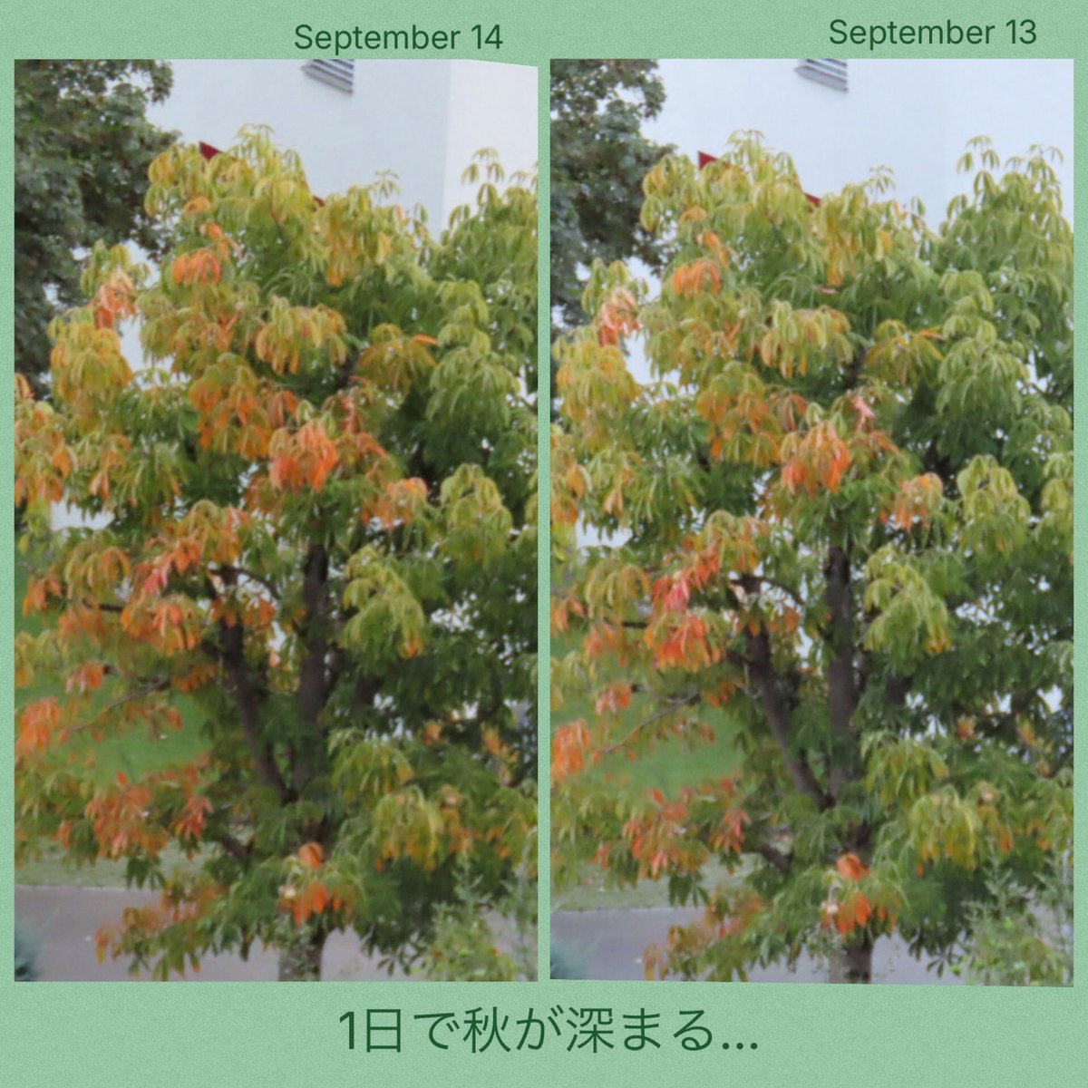 tsurezure1994's tweet image. ボゴムくん、皆さん、おはようございます(こんにちは、こんばんは)😊
アジアでのファンミ、愛あふれる素敵な旅が終わり、今週は南アメリカですね…沢山の素敵な触れ合いが待っていることでしょう。
元気で幸せに心に残る旅を続けてね❣️
#ParkBoGum 
@BOGUMMY 
#IceBucketChallenge 
#BEWITHYOUinKL