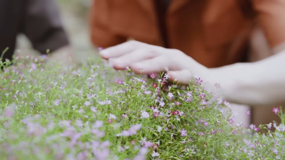 Baby’s Breath (Gypsophila) — 💐

they blooms in many shades, each carrying its own promise — white for purity and everlasting love, pink for tenderness and romance, and purple for a rare, enchanting bond. They are often used at weddings cuz of their meaning.

#MyMagicProphecyEP8