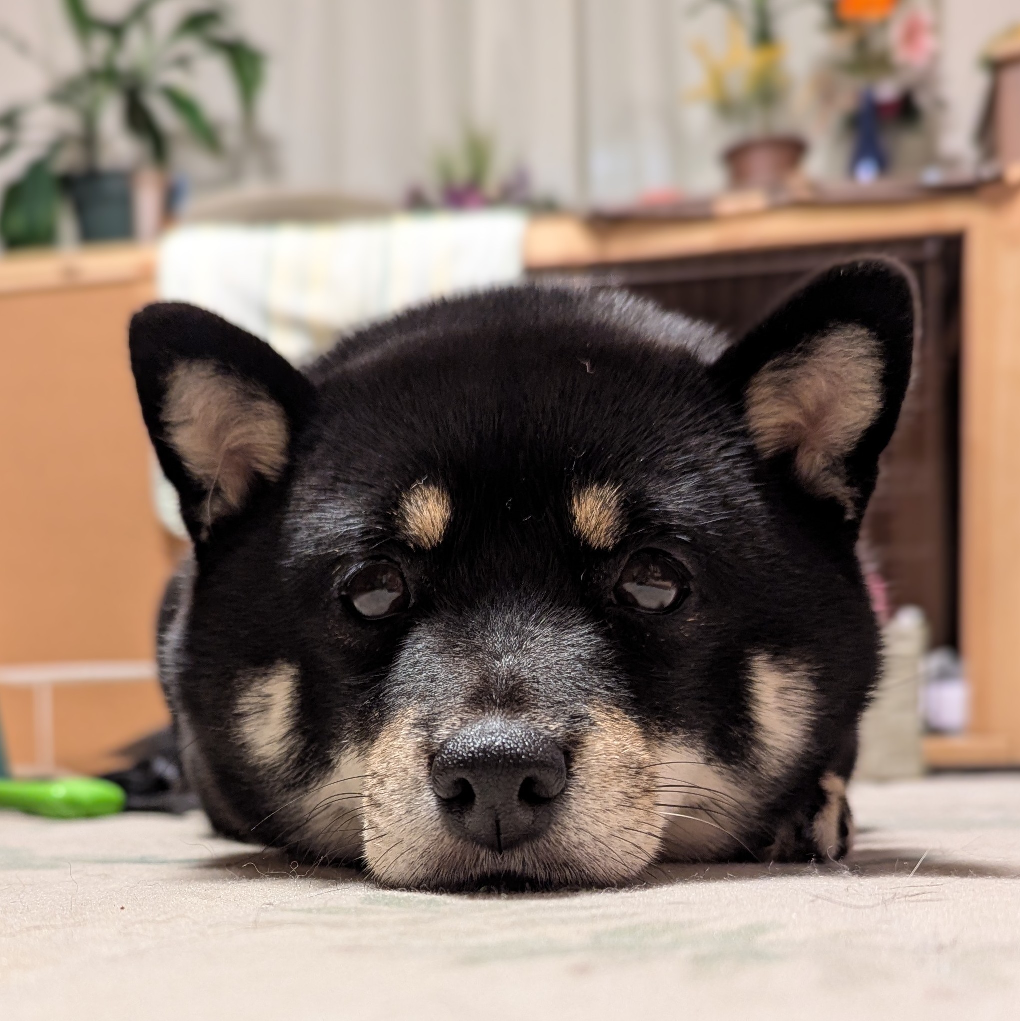 豆柴 🌸新入生のご紹介🌸 🐕豆柴 🎨赤 🎂2025/7/18 ‎ 💛男の子 𓐄 𓐄