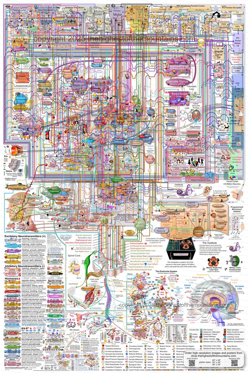 SciencNews's tweet image. A highly simplified map of brain functions 2025

#MedEd #MedX #Brain #NeuroScience #Neurology