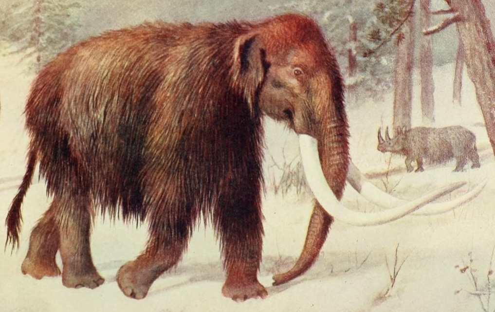BioDivLibrary's tweet image. The BHL online collection just hit 200,000 titles! A title could be a single book or an entire 200-year journal run, so 200,000 titles is huge (63+ million pages!). Check out BHL&apos;s MAMMOTH collection here: biodiversitylibrary.org 📖 🧪 🦣
#OpenAccess #OpenScience #ILoveBHL #BHLib