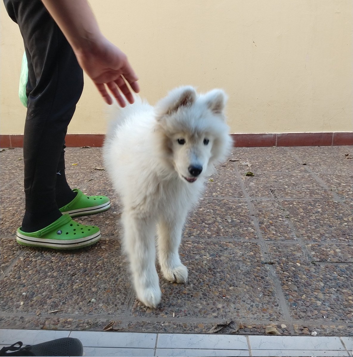 Aguustinto's tweet photo. Los vecinos están cuidando este cachorrito y ahora necesito maternar uno 😔 https://t.co/jUoBX9KJwK