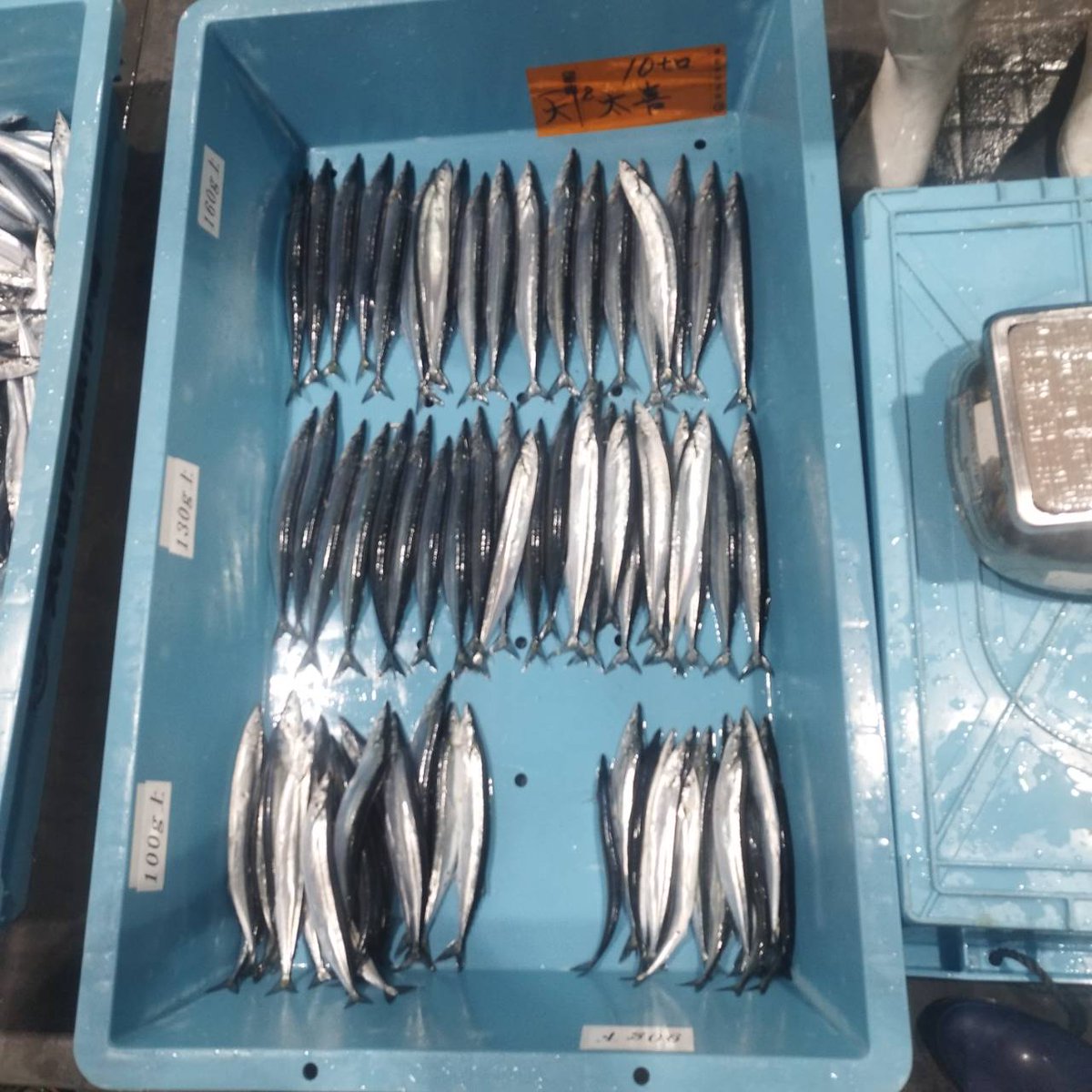 9月15日気仙沼秋刀魚水揚げが約240t
型も良くてさっそく食べたく海の市にて購入。
秋刀魚リクエストの方には送りの手配しました。喜んでいただける秋の味覚。
