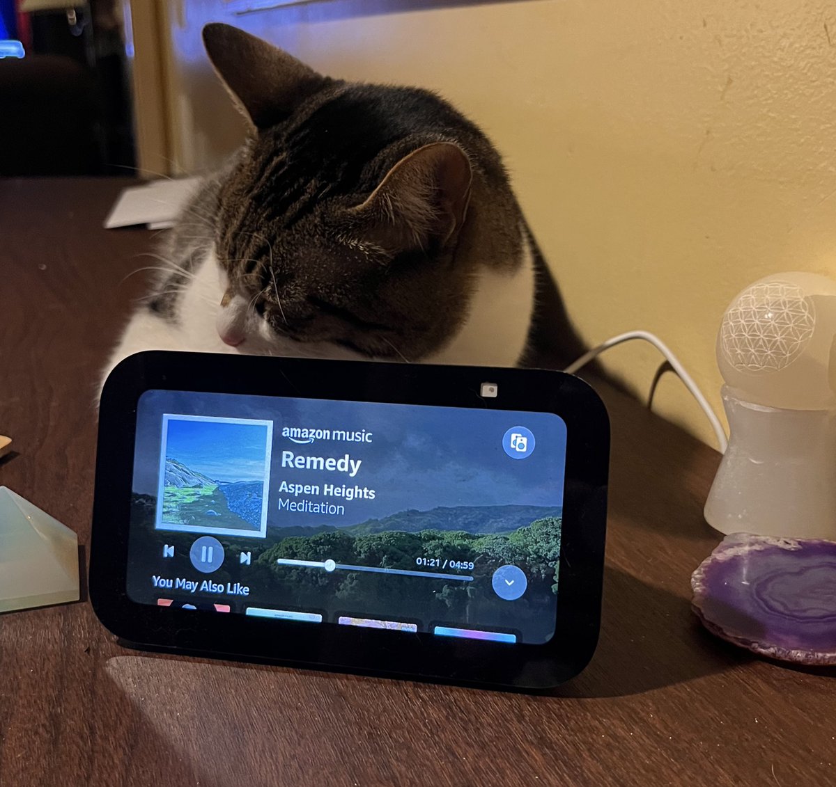 Shhh Tommy is meditating