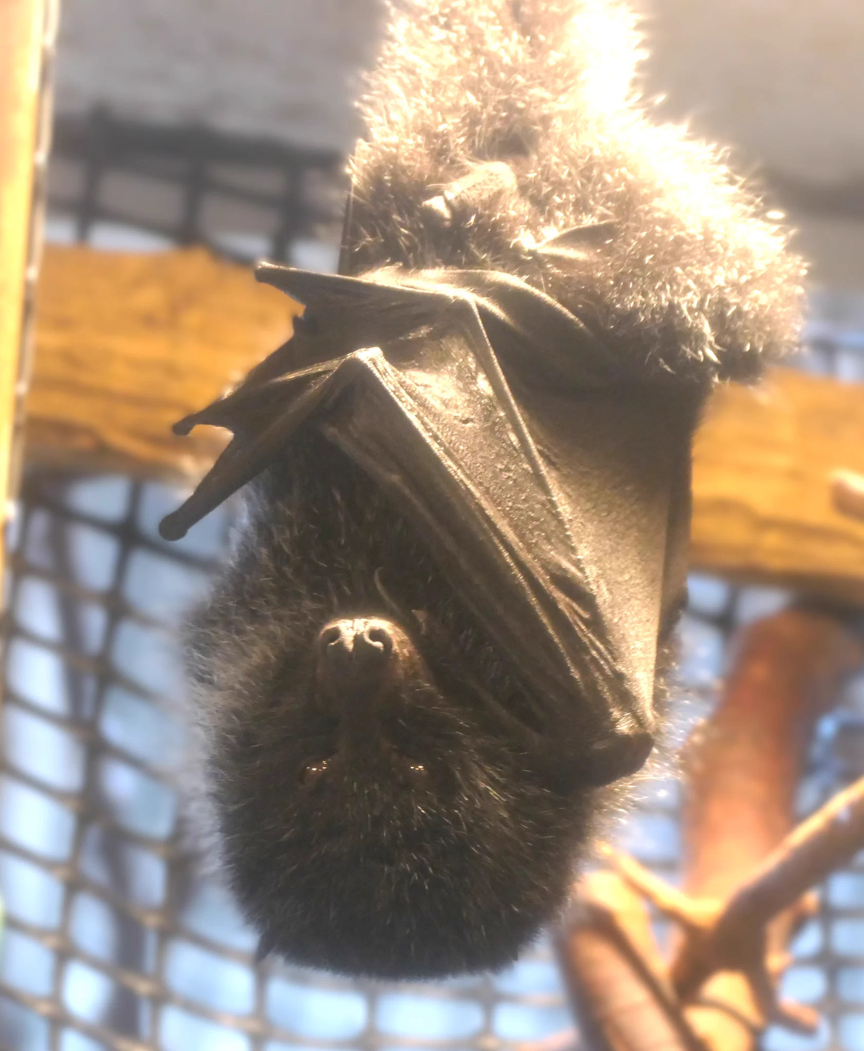 上野動物園［公式］ on X: 