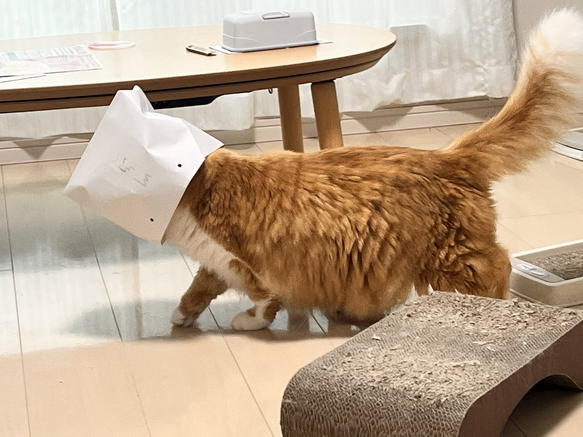 CHORU_P's tweet photo. 元からこういう生き物ぽさある https://t.co/60v6qDqa92