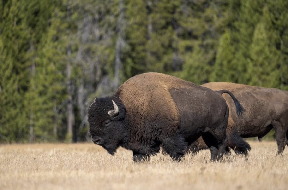 repyourwild's tweet photo. Bison are true giants, and for those visiting Yellowstone National Park this time of year, bison encounters (from a distance) can be extraordinary.

#repyourwild #bison #explore https://t.co/mftCxVVDUG