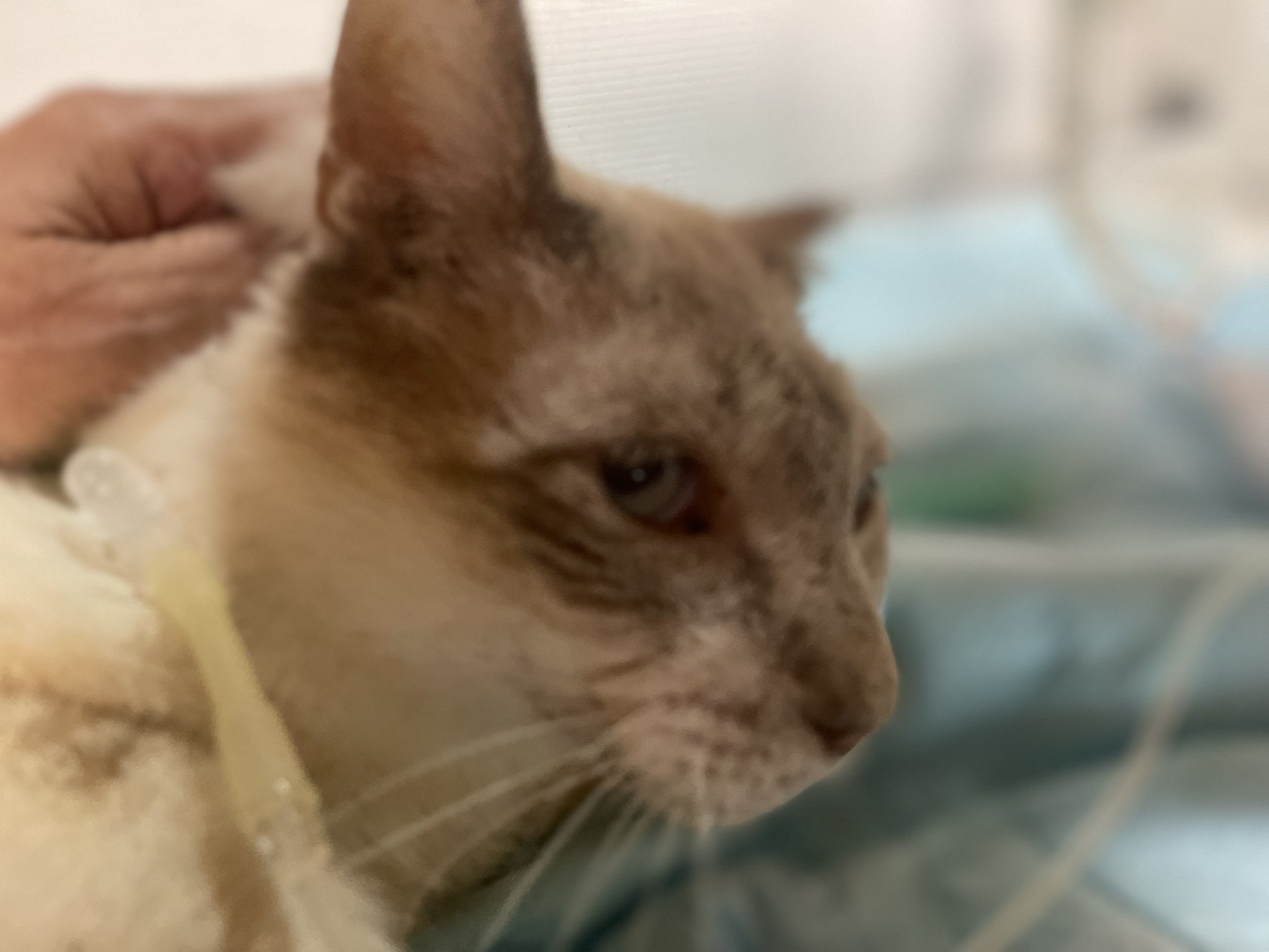 なぜ？がわかる 動物病院の輸液療法　裁断済み なぜ?がわかる動物病院の輸液療法 | 織間 博光, 長江 秀之, 織間