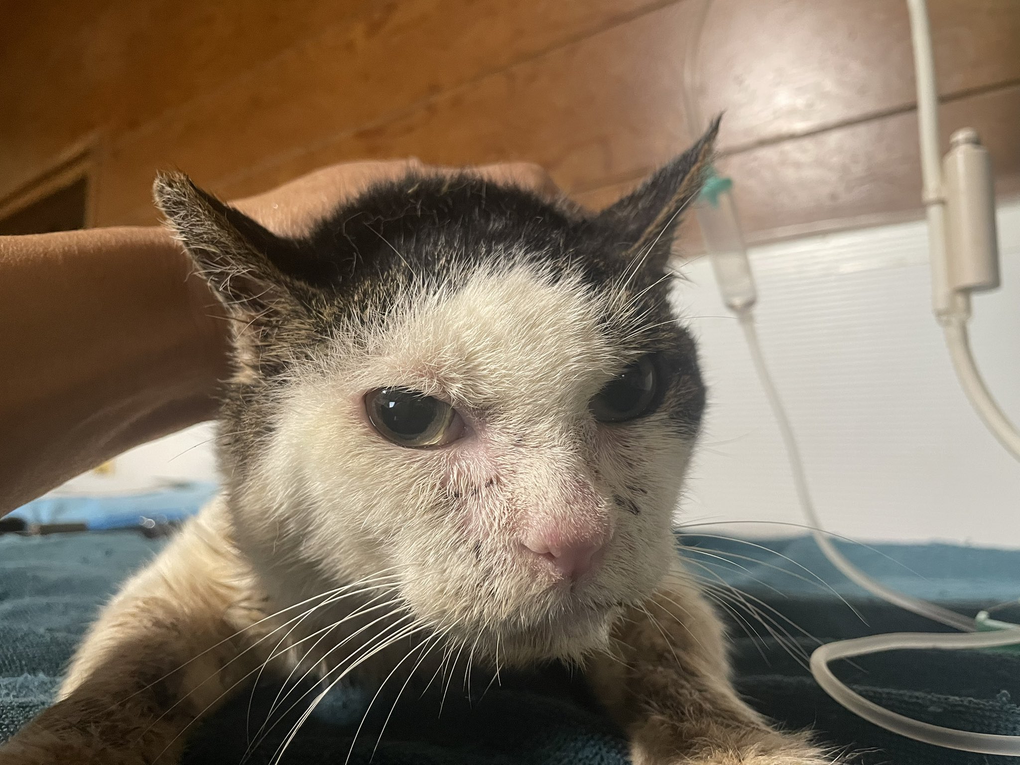 なぜ？がわかる 動物病院の輸液療法　裁断済み なぜ?がわかる動物病院の輸液療法 | 織間 博光, 長江 秀之, 織間