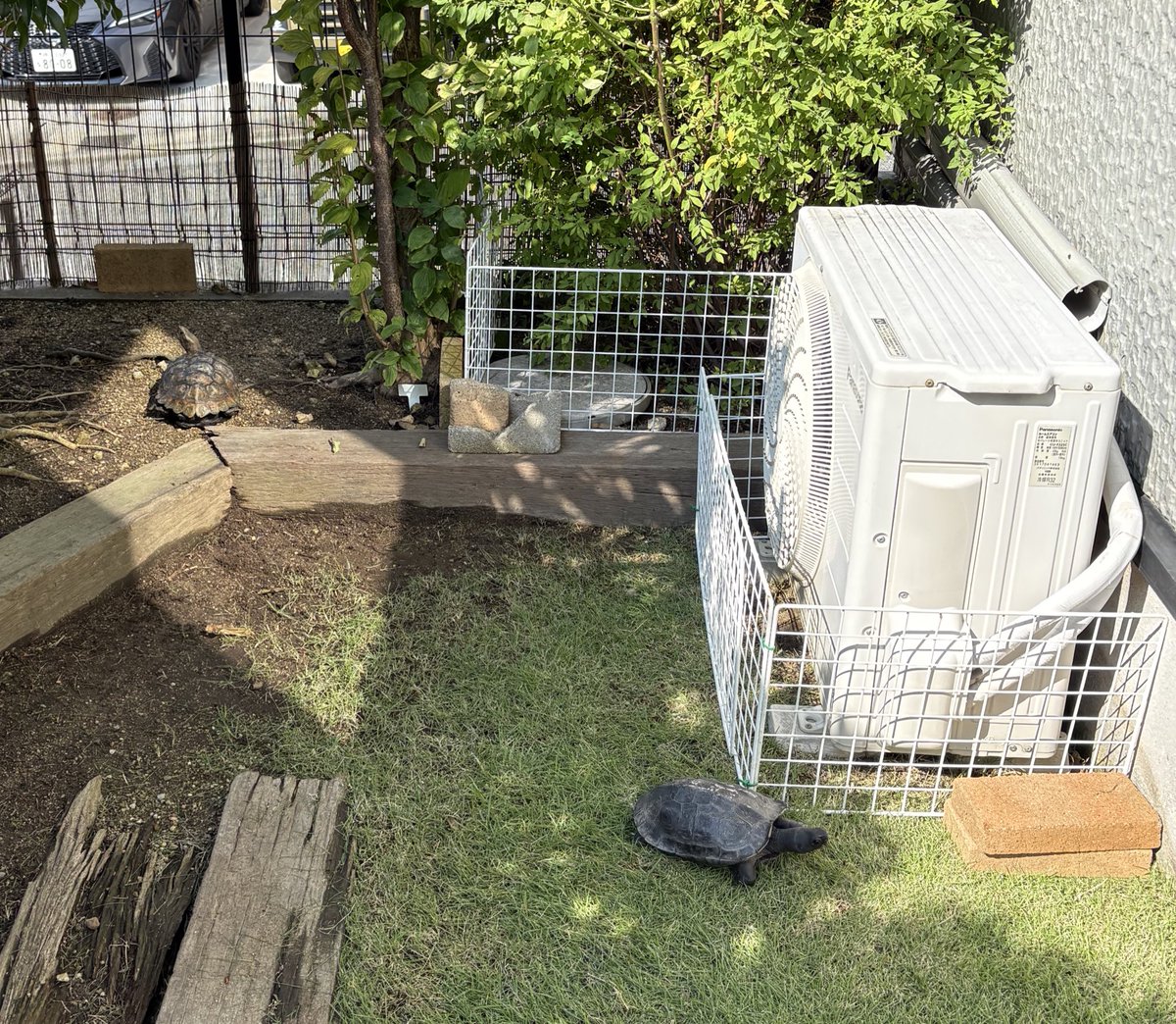 カメさんは日光浴が苦手…
コガメさんを見てごらん、ちゃんと陽の当たるところにいるよ。