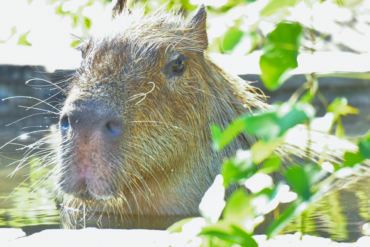 blue_ball_satoshi/Satoshi's Capybara Spirit on X: 