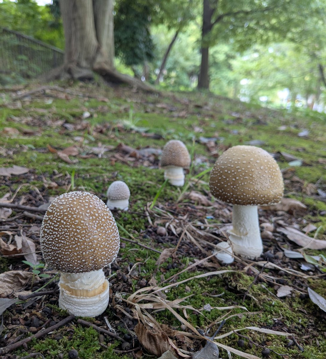 キノコっコ　ページ □Hygrocybe cantharellus (ベニヒガサ)