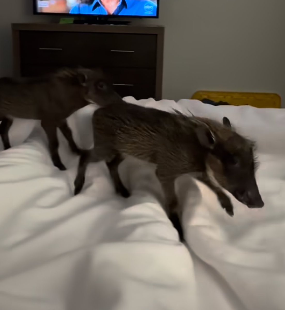 hopes_revenge's tweet photo. baby  hogs at  da   Best Western https://t.co/55r2as6JQK