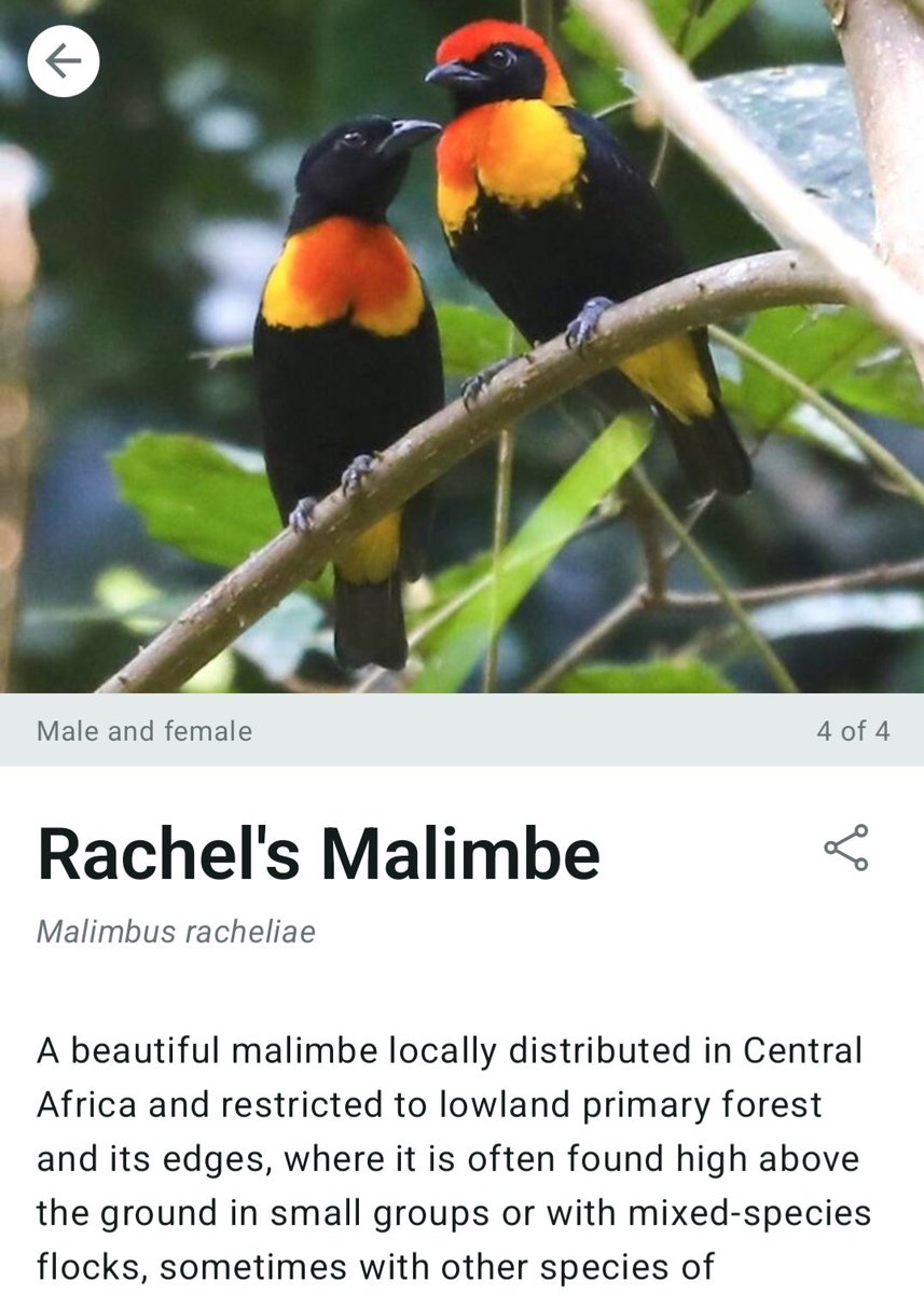The best key to a happy life is learning about a new kind of bird every day