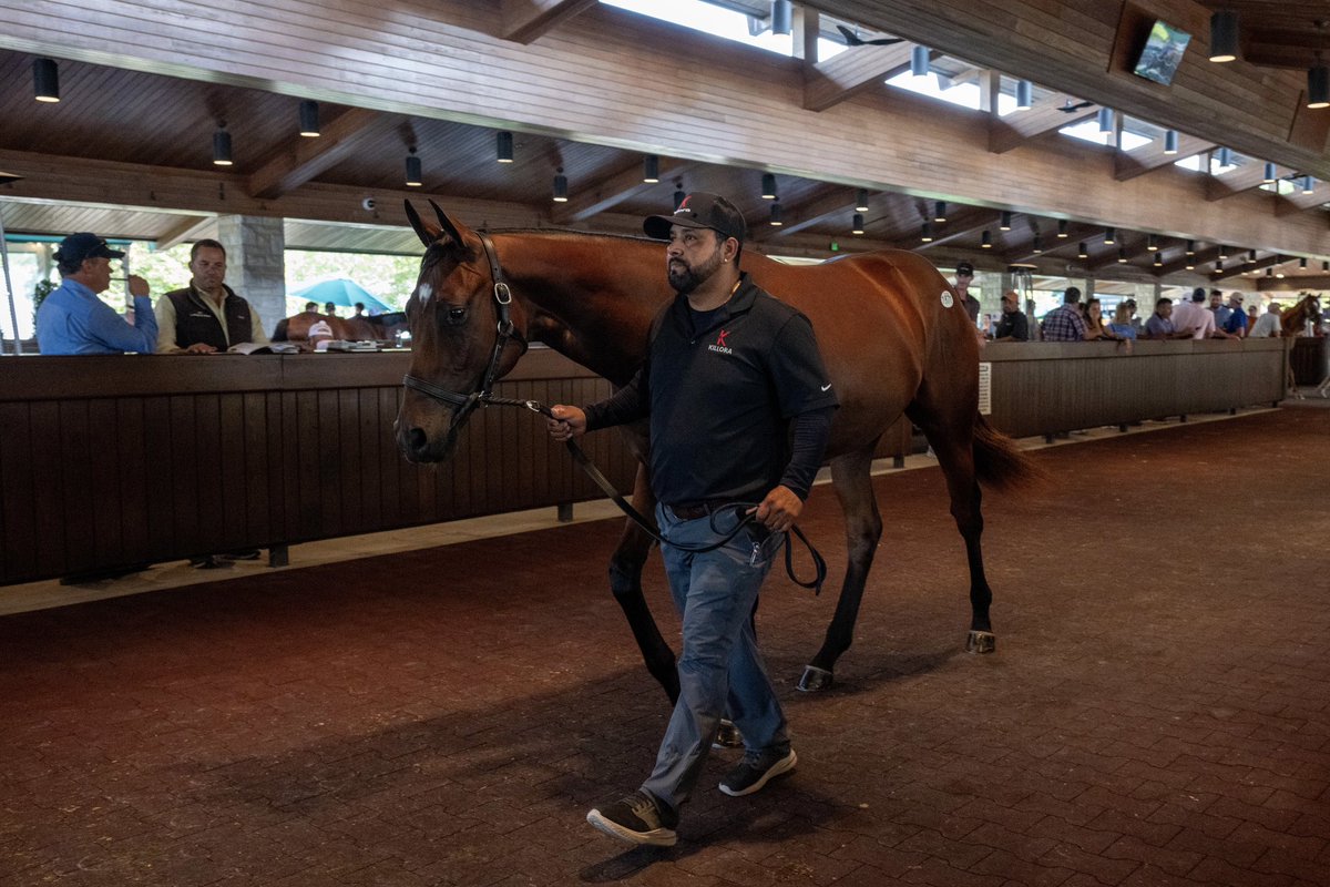 Coolmore America tweet media