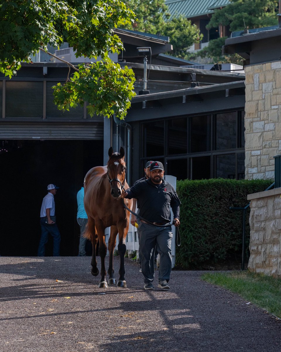 ⭐️ Hip 1871, a colt by TIZ THE LAW out of Bureau de Change, sold for $675,000 (the 3rd highest price of the day) to SF Racing, Starlight &amp; Madaket.

Congrats to <a href="/KilloraStud/">Killora</a> on another successful sale! 👏

#CoolmoreSires #HomeOfChampions