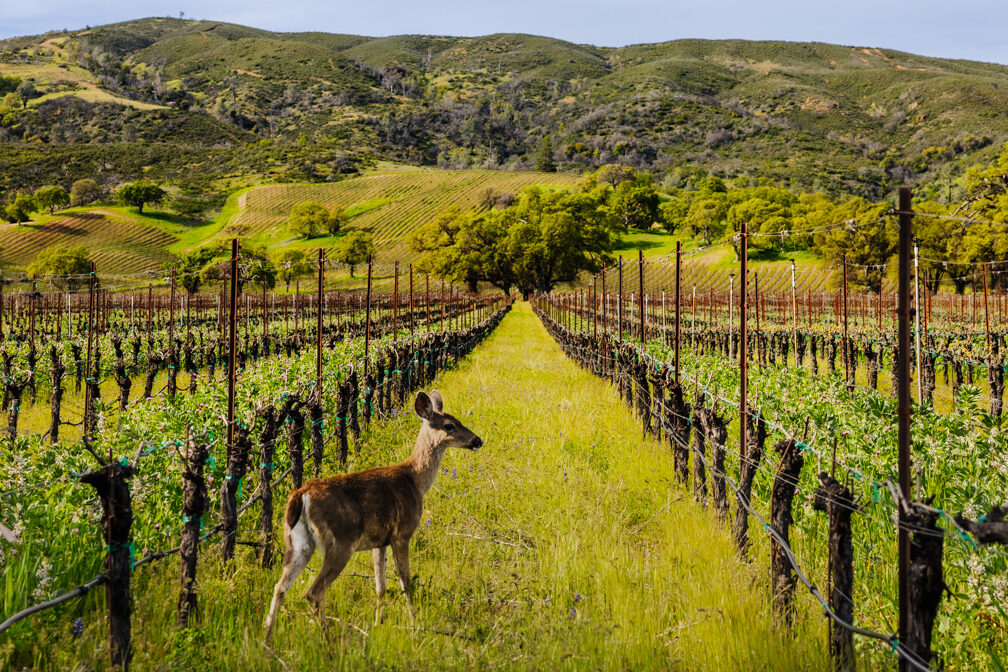 Brassfield Estate Winery Sauvignon Blanc, High Serenity Ranch, High Valley AVA 2023—clean, pure, crisp quality Lake Country sauv blanc. Vivid, delicious fruit framed by excellent acidity. Subtly and complexity from six months on the lees. open.substack.com/pub/gusclemens…