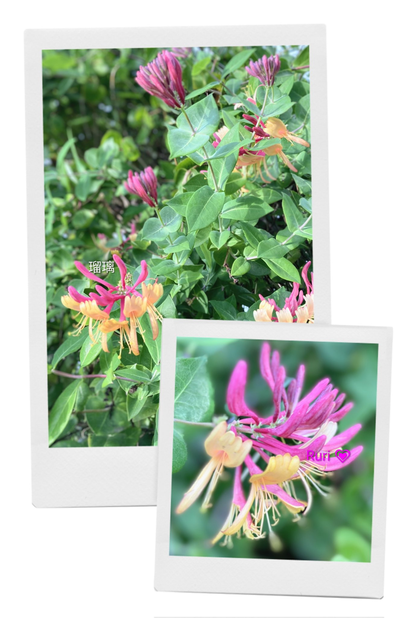 Ruri💍 (@ruri03291) / X