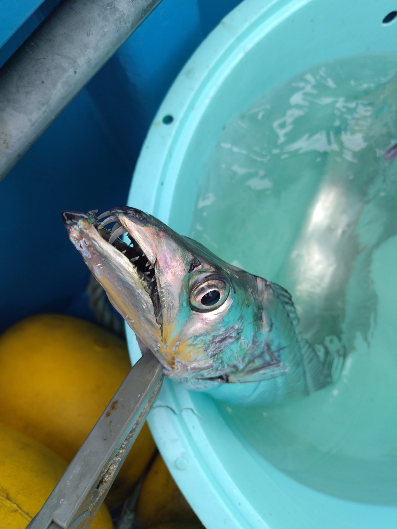 サーモン大好き　です。 191119a_salmon130.jpg