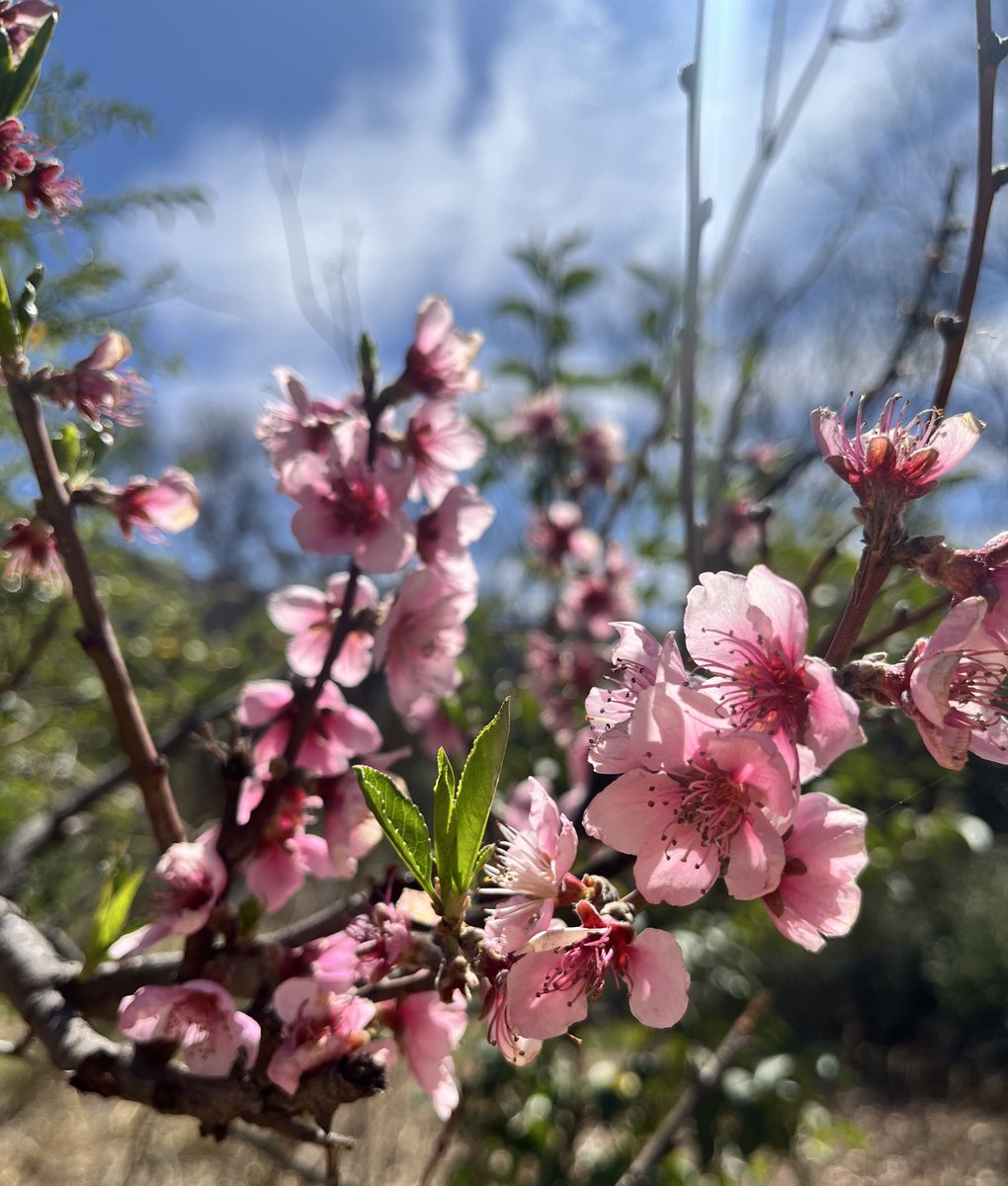 Durazno en flor.
Miranda, La Rioja.