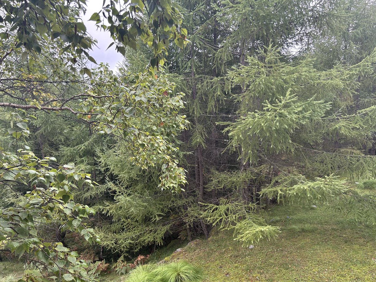 りゅうやん@二胡で世界の平和を祈求! tweet media