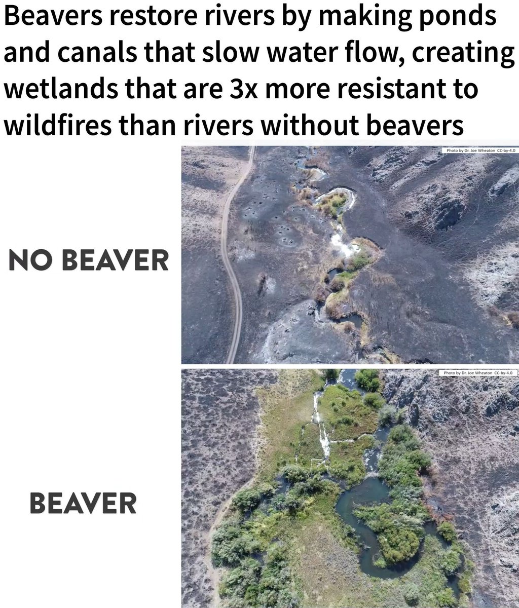 Maybe just "Leave it to Beaver".🦫