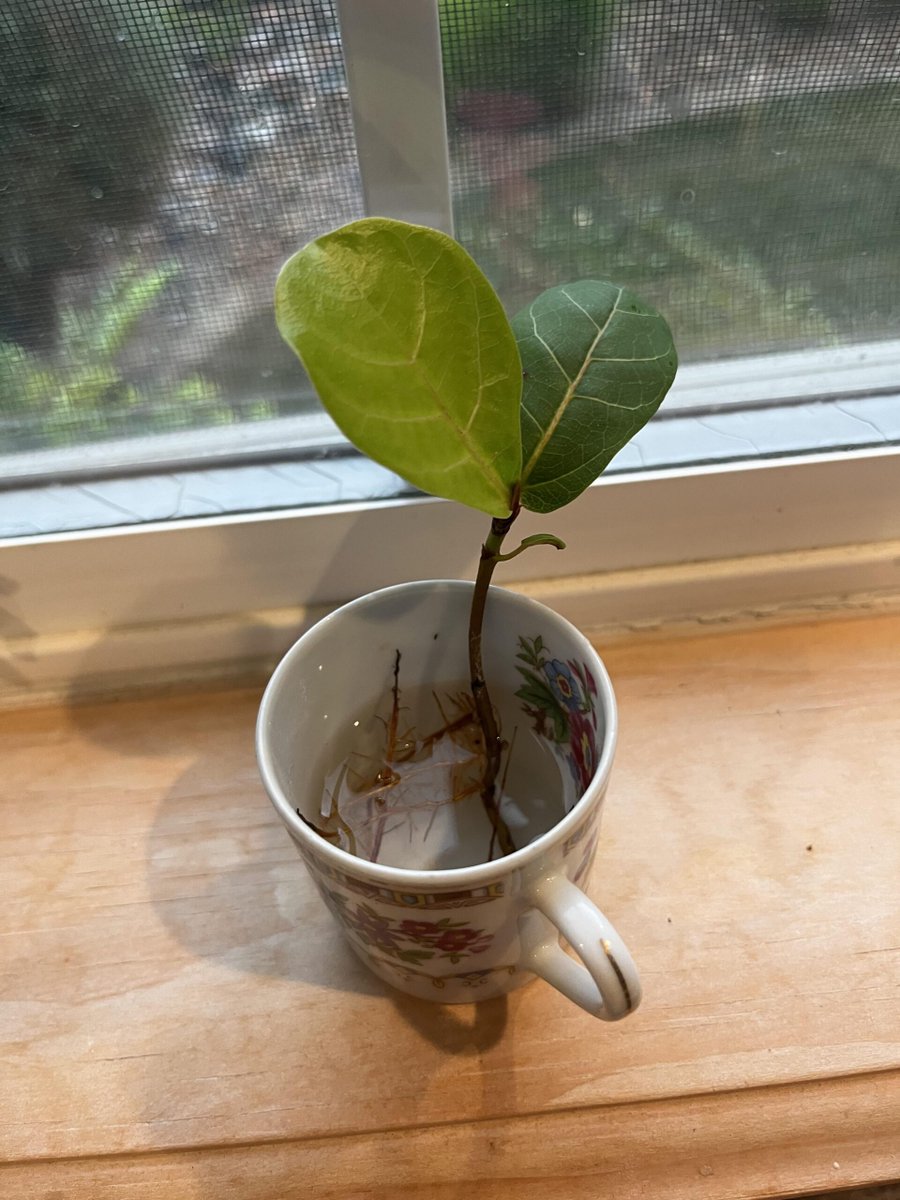 AllForGardening's tweet image. What to do with this prop?
 
allforgardening.com/1442196/what-t…
 
#FicusLyrata #FiddleLeafFig