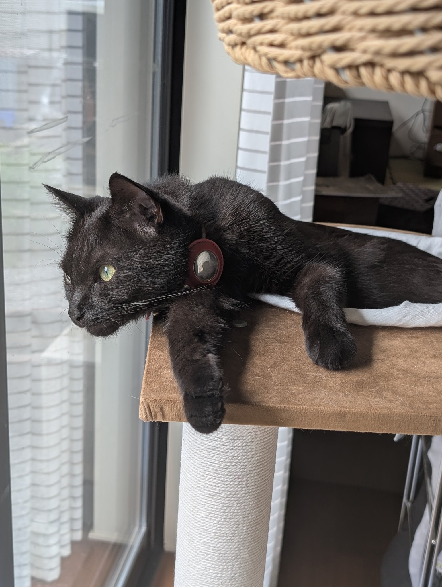 ねこ好き 猫が大好き！カサカサ素材でできたキューブ型のおもちゃ