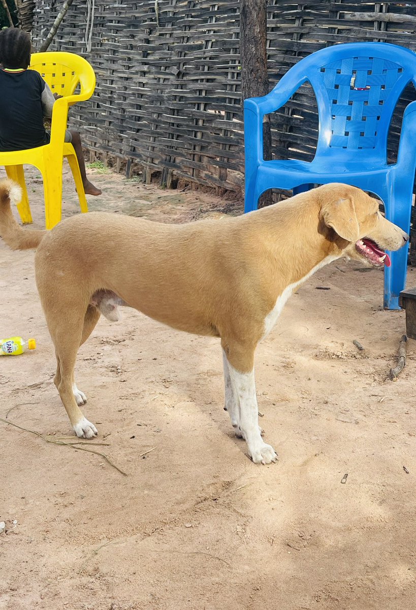 Benjemin367's tweet photo. Popo 🐕 https://t.co/BU98FrXDoz