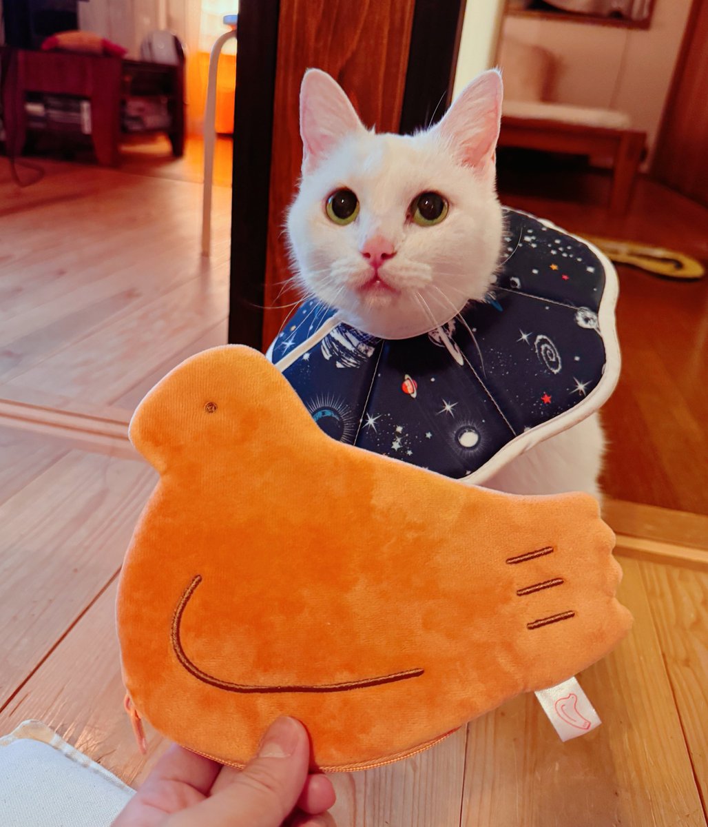 豊島屋 新商品こと #鳩ぽっぽーち は意外とおおきい 何を入れる用途