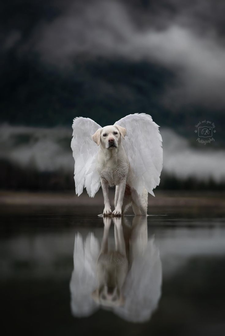 Angel de madrugada (@paulettamy26) on Twitter photo  Angel de madrugada (@paulettamy26) on Twitter photo