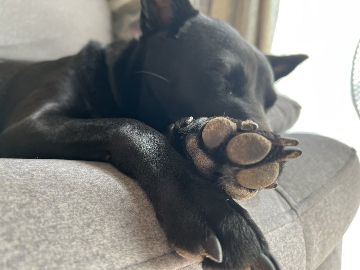 肉球からのくうちゃん🐾🐾