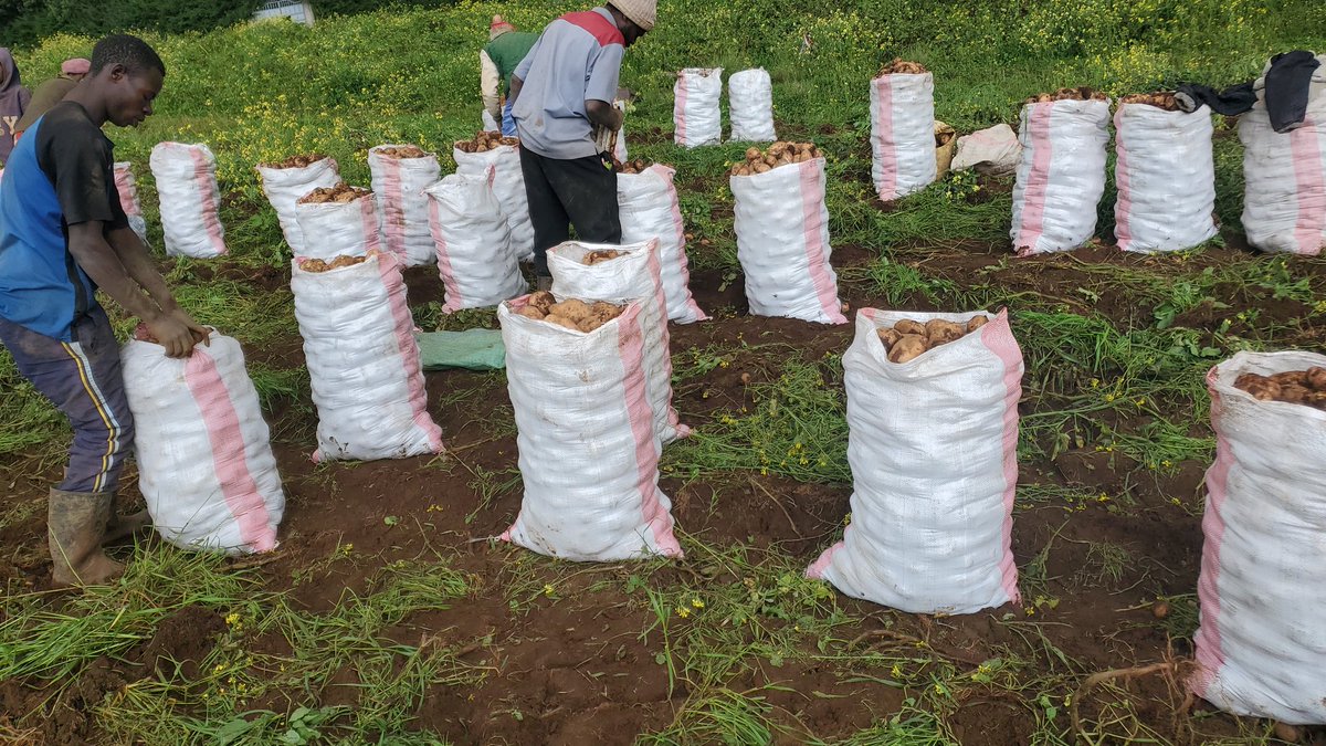 relivefL's tweet photo. The hustle we go through, to reach you with your favorite potatoes. https://t.co/zShMy9z5mb