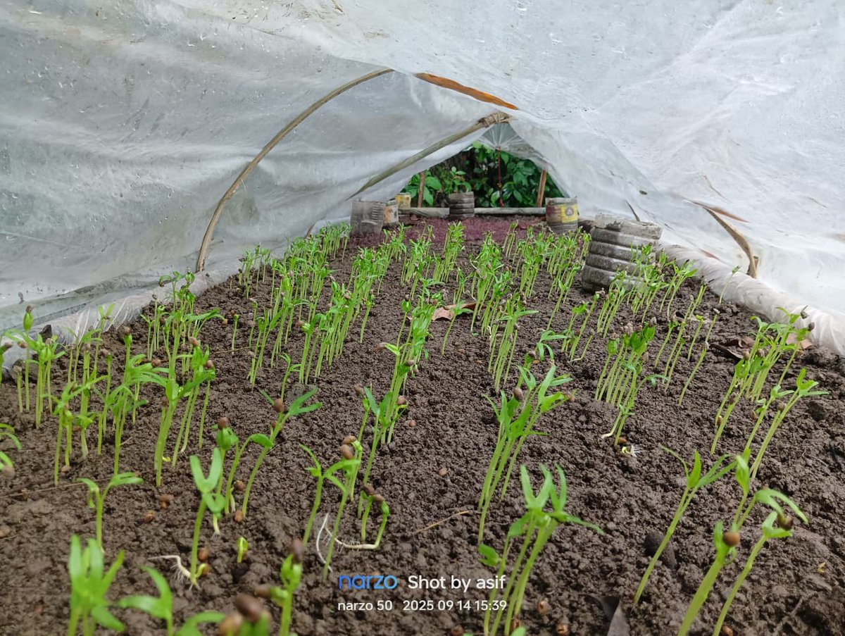 SeeToSwapan01's tweet photo. 🌊 Impact of Climate Change in the Char Areas &amp; Our Efforts 🌱
Food and nutrition security is no longer just a dream—it is becoming a reality.
We are learning, experimenting, and practicing,
and one day, we will bring even stronger solutions for the char communities.
#kurigram https://t.co/0TuU3dtaaZ