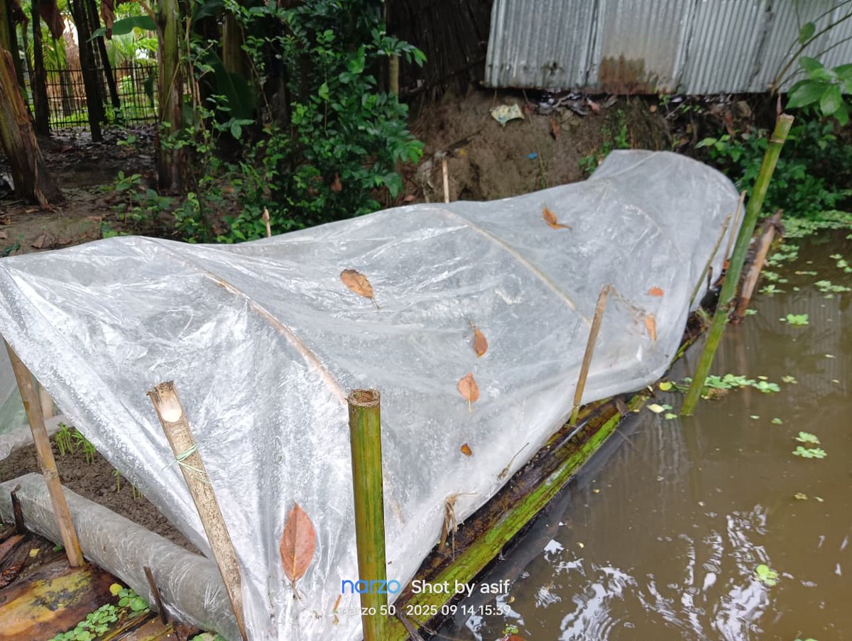 SeeToSwapan01's tweet photo. 🌊 Impact of Climate Change in the Char Areas &amp; Our Efforts 🌱
Food and nutrition security is no longer just a dream—it is becoming a reality.
We are learning, experimenting, and practicing,
and one day, we will bring even stronger solutions for the char communities.
#kurigram https://t.co/0TuU3dtaaZ