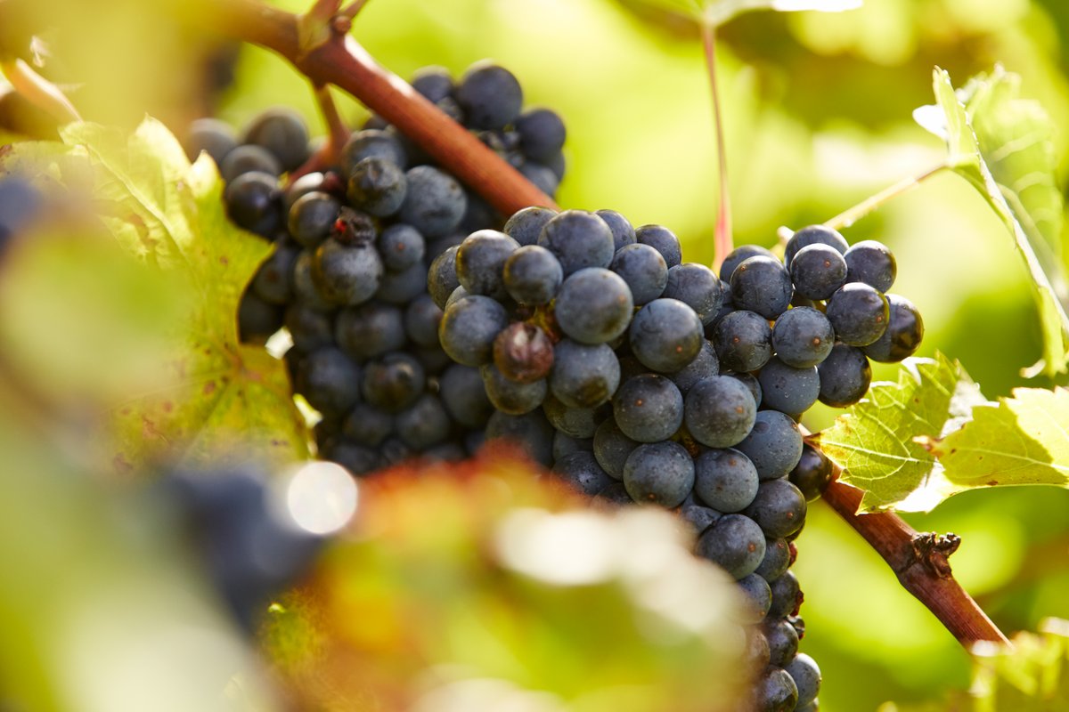 Grape expectations: Did you know Door County is home to some amazing wineries growing grapes that can withstand Wisconsin’s winter weather? 🍇🍷

Discover Door County's wine ➡️ bit.ly/3BrPBIL
