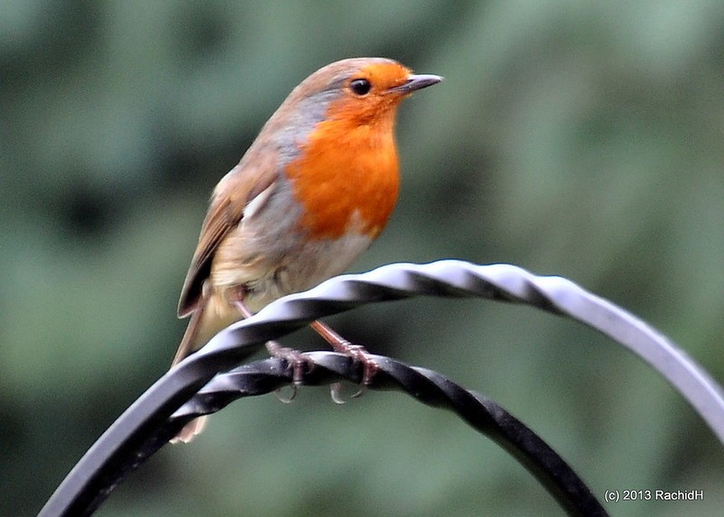 rachidH's tweet photo. #Robin #EuropeanRobin #Erithacus #Ebecula #RougegorgeFamilier #Surrey #England #UK #Ornithology
Rachid H shared a photo with you from the Flickr app! Check it out:
https://t.co/QMumaNuRKz https://t.co/qFGkS7GkaQ
