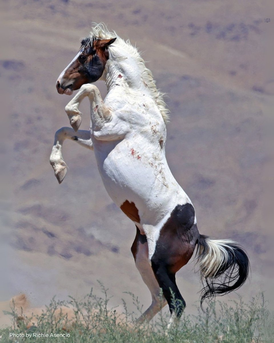 FreeWildHorses's tweet photo. The Stallion Dance. πΊ
Much of the time it is posturing - giving a warning to another stallion who has come too close. A meaningful form of communication on the range. π΅
π Virginia Range, Nevada
#dance #stallion #posturing #wildhorses #communication #nevada #staywild https://t.co/tQ52Ah0uWj